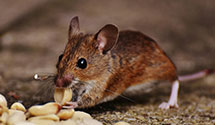 24 Hour & Emergency Exterminators in Pulcifer, WI
